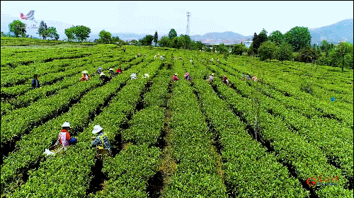 如何真正做有價值的科研？聽“茶葉院士”陳宗懋的答案