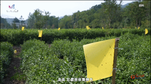 如何真正做有價(jià)值的科研？聽(tīng)“茶葉院士”陳宗懋的答案