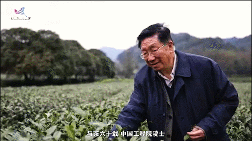 如何真正做有價(jià)值的科研？聽(tīng)“茶葉院士”陳宗懋的答案