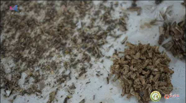 【一線(xiàn)調(diào)研·青春有為】一座海島，一群博士，二十年接力只為一件事