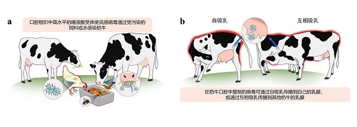 奶牛大圖（中文）.jpg